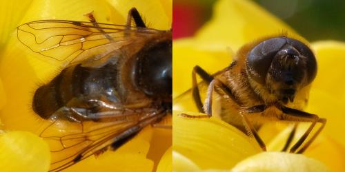 Eristalis pertinax